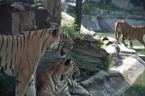 Tygrys sumatrzański — Zdjęcie stockowe