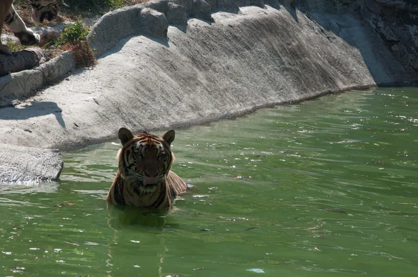 Sumatran Tiger — Stock Photo, Image