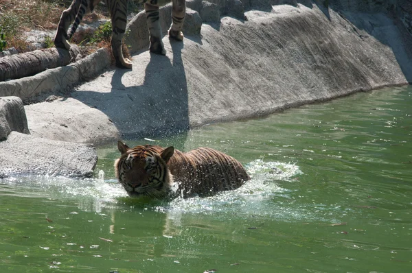 Tigre-de-sumatra — Fotografia de Stock
