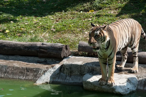 Τίγρη της Σουμάτρας — Φωτογραφία Αρχείου