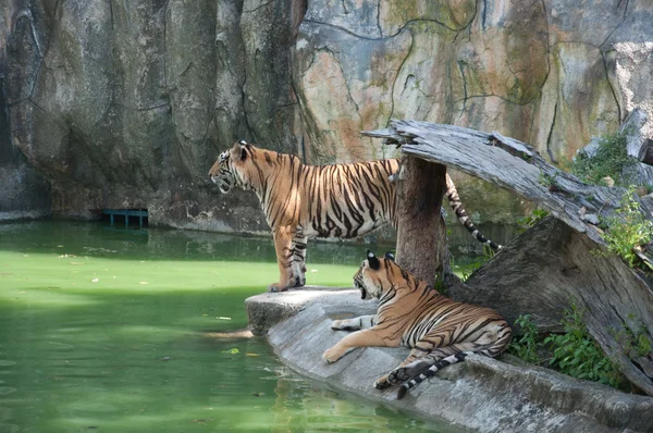 苏门答腊虎 — 图库照片