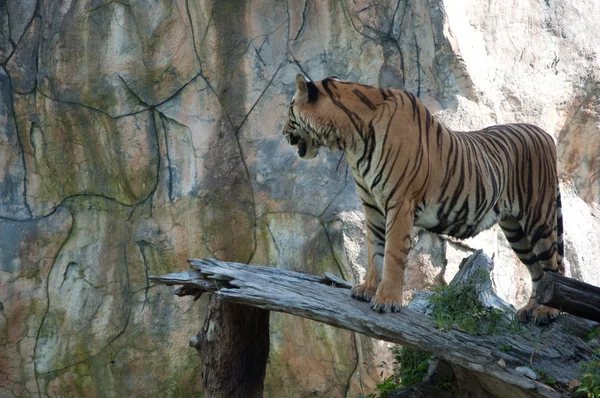 Szumátrai tigris — Stock Fotó