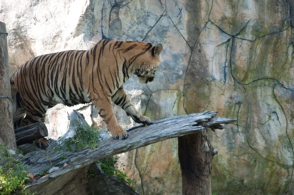 Tigre de Sumatra — Foto de Stock