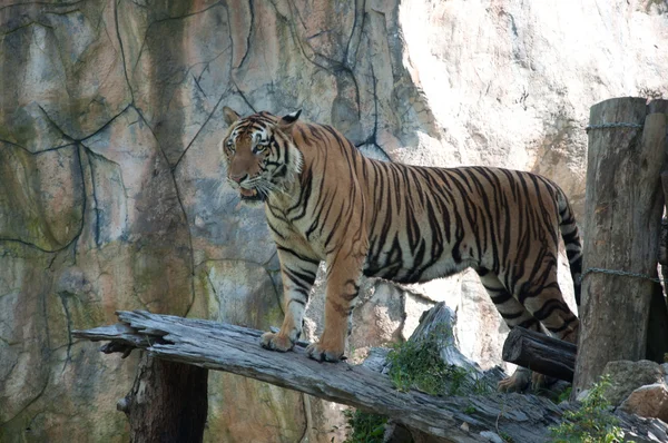 Sumatran Tiger — Stock Photo, Image