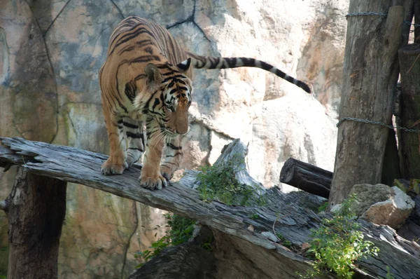 Szumátrai tigris — Stock Fotó