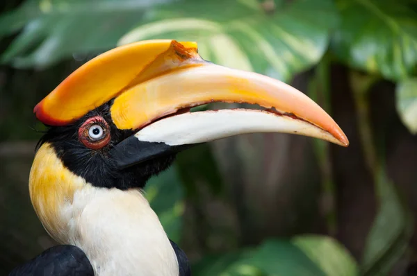 Great hornbill (buceros bicornis) — Stockfoto