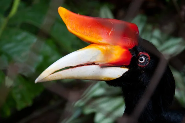 Großer Hornvogel (buceros bicornis)) — Stockfoto