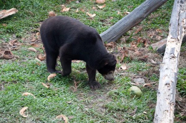 Малайський ведмідь сонце - Helarctos malayanus — стокове фото