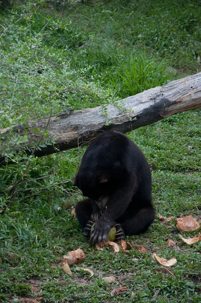马来亚太阳熊-helarctos malayanus — 图库照片