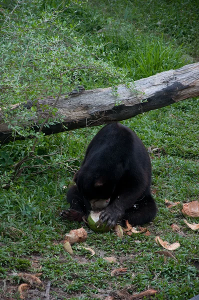 Beruang Matahari Malaya Helarctos malayanus — Stok Foto