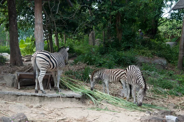Common Zebra (Burchell's Zebra) - Equus burchellii — Stock Photo, Image