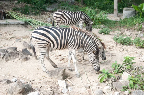 Wspólnych Zebra (Burchell firmy Zebra) - Equus burchellii — Zdjęcie stockowe