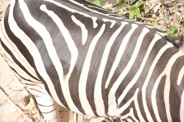 Gemeines Zebra (Burchell-Zebra) - equus burchellii — Stockfoto