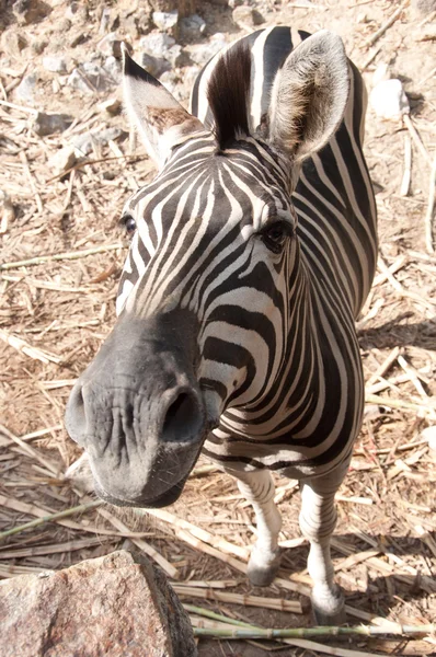 Zebra Comum (Zebra de Burchell) - Equus burchellii — Fotografia de Stock