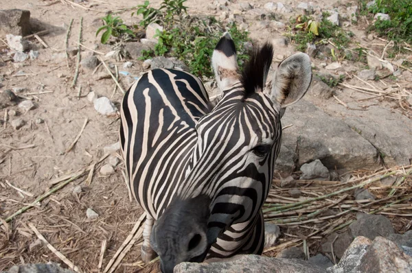 Zebra Comum (Zebra de Burchell) - Equus burchellii — Fotografia de Stock