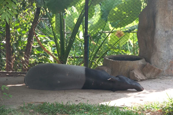マレーバク (tapirus indicus) — ストック写真