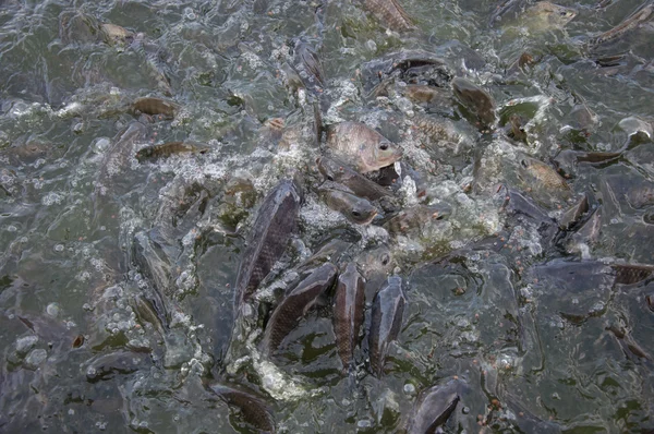 Alimentación de peces — Foto de Stock