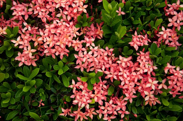 赤いイクソラ花 — ストック写真
