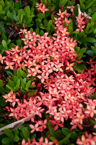 Rode ixora bloemen — Stockfoto