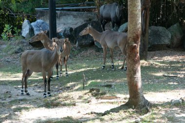 nilgai antilop - boselaphus trago camelus