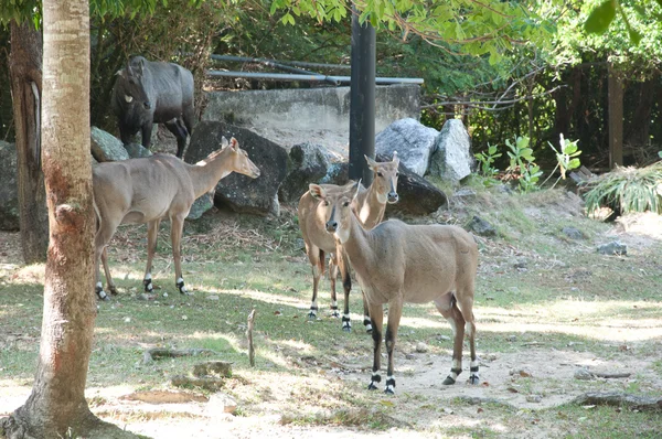 Nijlgau antelope - boselaphus trago-camelus — Stockfoto
