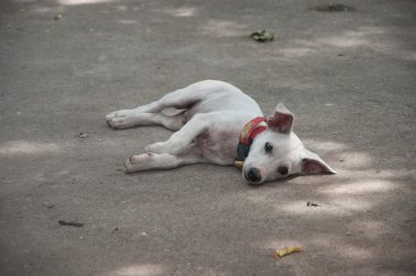 küçük beyaz bir köpek yere uzan