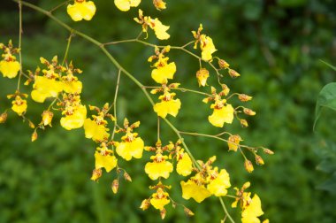 Sarı oncidium orkide çiçek - oncidium flexuosum sims