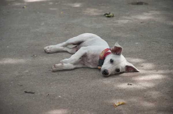 Küçük beyaz bir köpek yere uzan — Stok fotoğraf
