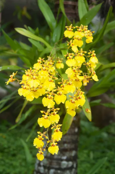 Fiore giallo dell'orchidea di Oncidium - Oncidium flexuosum Sims — Foto Stock