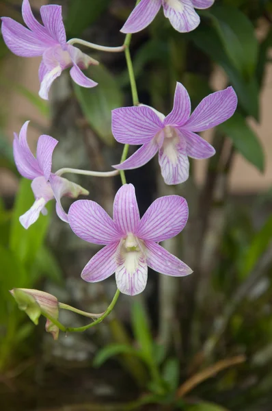 Purple orchid flower blossom — Stock Photo, Image