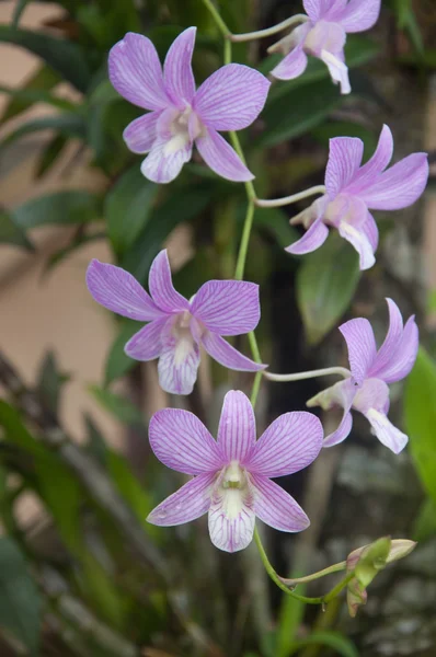 Flor de orquídea roxa flor — Fotografia de Stock