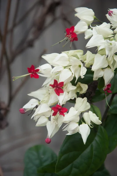 Bower de aleación, flor de vid sangrante del corazón - Clerodendum thomsoniae — Foto de Stock