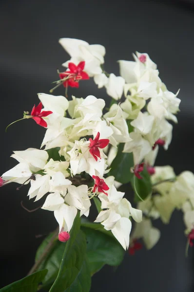 Bower de aleación, flor de vid sangrante del corazón - Clerodendum thomsoniae —  Fotos de Stock