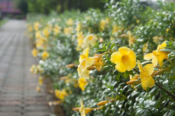 Yellow flower in garden — Stock Photo, Image