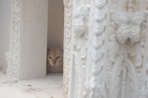 Gato no templo tailandês — Fotografia de Stock