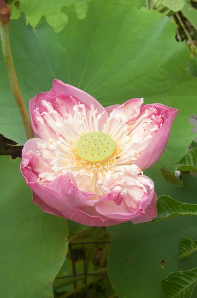 Kwiat lotosu różowy — Zdjęcie stockowe