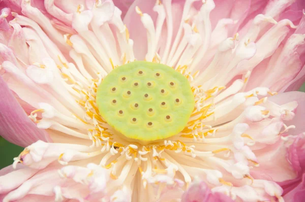 Цветок розового лотоса — стоковое фото