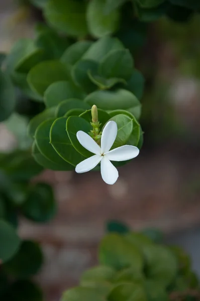 Natal Plum flower - Carissa flora A. DC . — стоковое фото