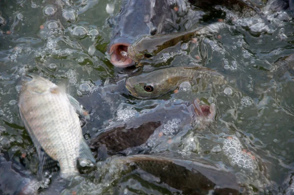 Hrănirea peștilor — Fotografie, imagine de stoc
