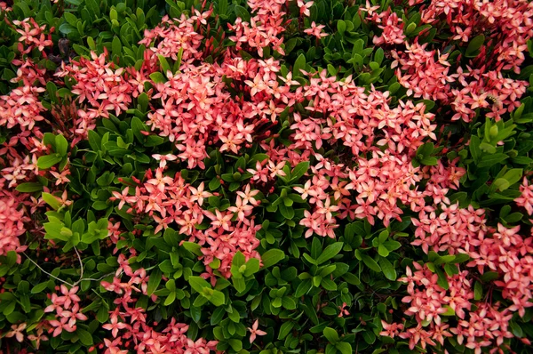 Rode ixora bloemen — Stockfoto