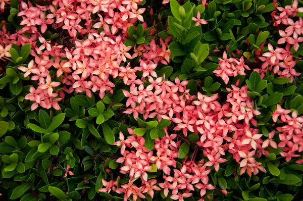 Ixora piros virágok — Stock Fotó