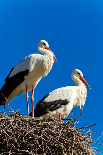 Hvit stork – stockfoto