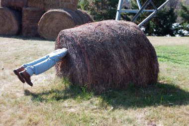 Cadılar Bayramı görüntüleme
