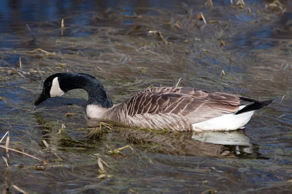 Canadian Goose swimming — Stock Photo, Image