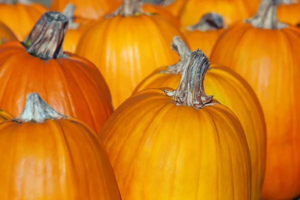 Pumpkins Lined up. — Stock Photo, Image