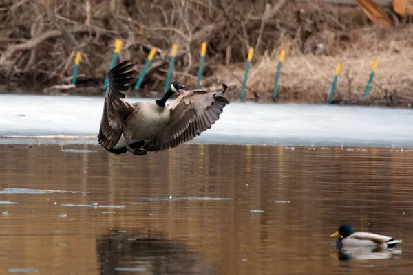 canadian goose landing