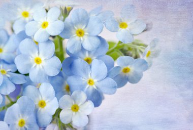 Forget me not clipart