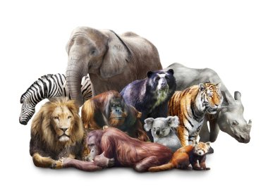Картина, постер, плакат, фотообои "группа животных животные арт природа", артикул 11487368
