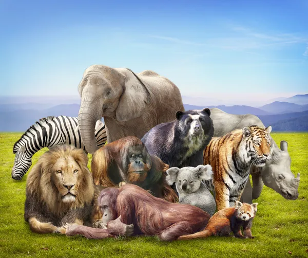 Group of animals — Stock Photo, Image