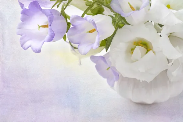 Kwiaty białe i Lila — Zdjęcie stockowe